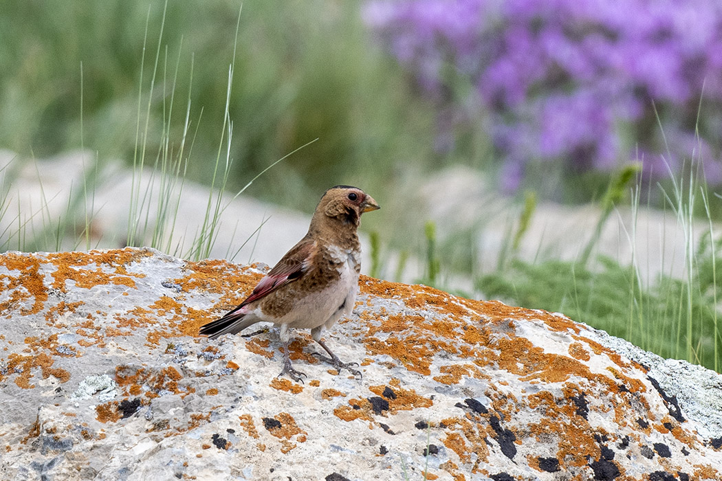 Crimson-winged Finch